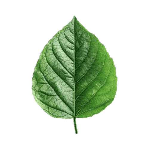 Leaf